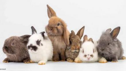 Rabbits | APES CareBase